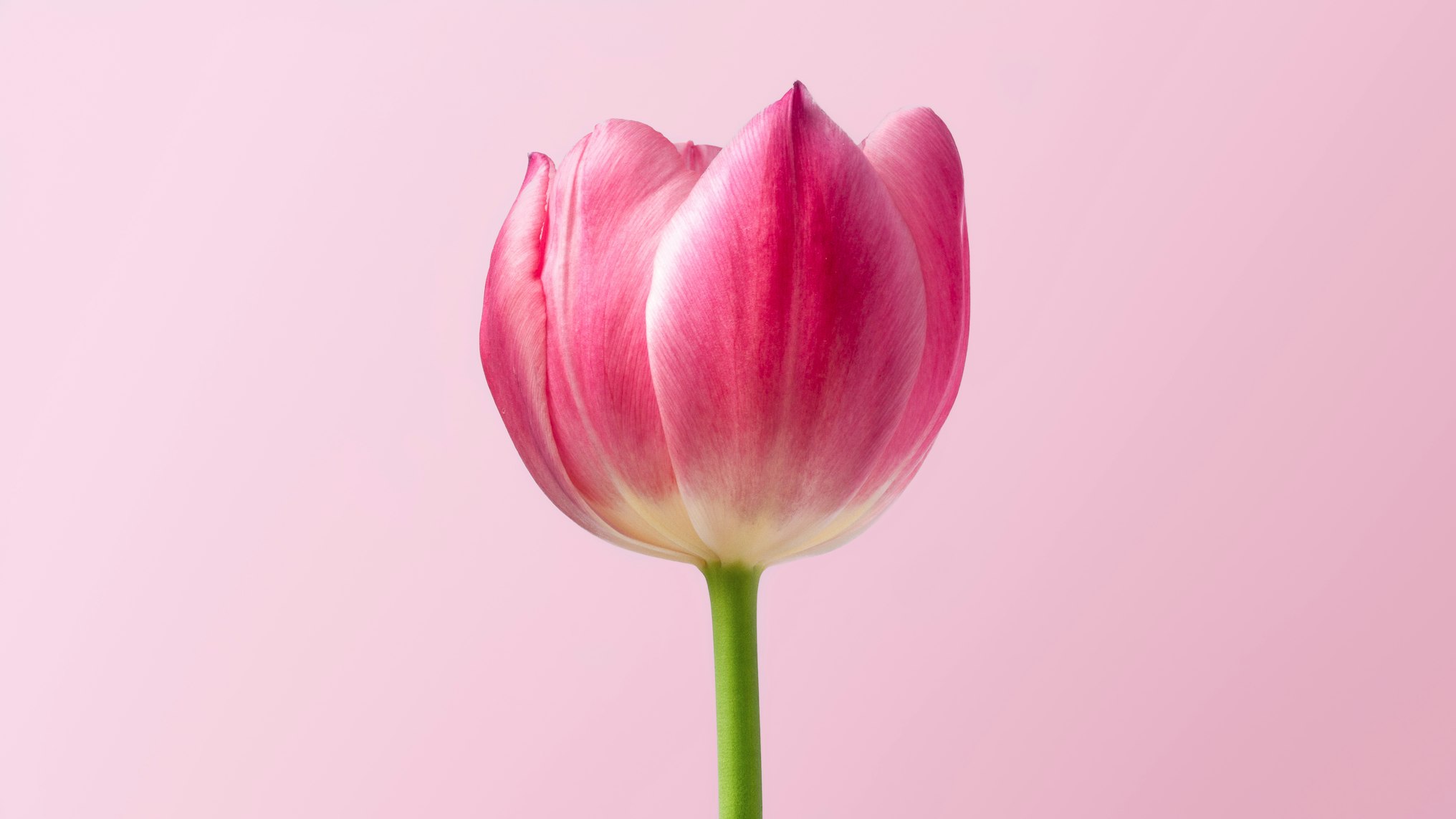 White Tulip Bundle