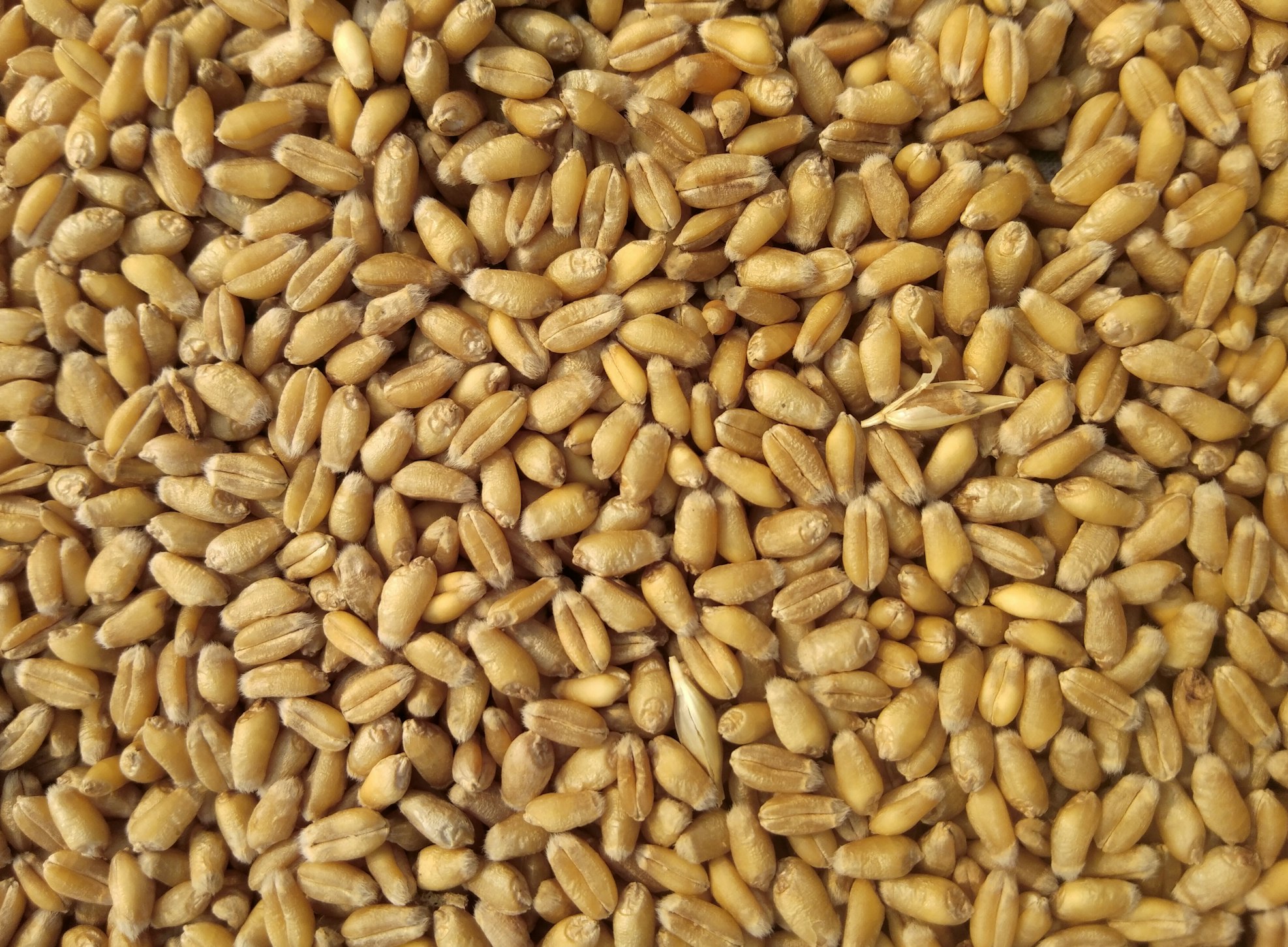 Yam Flour (Elubo)